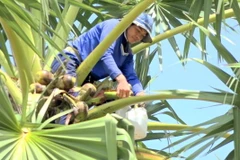 Người dân trèo lên ngọn cây để lấy nước thốt nốt về nấu đường. (Ảnh: Công Mạo/ TTXVN)