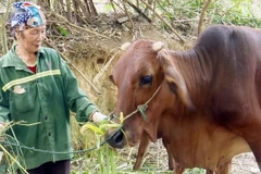 Hiệu quả từ các dự án hỗ trợ trâu bò giống sinh sản đã góp phần thay đổi đời sống của người dân trên địa bàn tỉnh Thanh Hóa. (Ảnh: TTXVN phát)