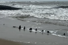 Xác tàu gỗ lộ thiên được ngư dân phát hiện tại bờ biển Tân Thành (TP Hội An) sau đợt triều cường, mưa lớn hai ngày vừa qua. (Nguồn: Báo Công an Nhân dân) 