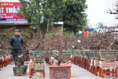 Do kỳ công chăm sóc, giá thành cao nên hiện nay còn ít nhà vườn ở làng đào Nhật Tân trồng đào Thất Thốn. (Ảnh: Hoàng Hiếu/TTXVN)