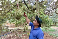 Thu hoạch sầu riêng tại Tổ hợp tác trồng sầu riêng Xà Ban (huyện Châu Đức) - đơn vị được cấp mã vùng trồng xuất khẩu sầu riêng đi Trung Quốc. (Ảnh: Hoàng Nhị/TTXVN)