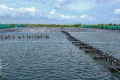 Ao nuôi tôm công nghiệp sử dụng điện mặt trời của gia đình ông Trịnh Văn Hoặc ở ấp Bình Điền, xã Long Điền Tây (Đông Hải, Bạc Liêu). (Ảnh: Thanh Liêm/TTXVN)