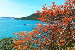 Cây ngô đồng trên đảo Cù Lao Chàm. (Nguồn: Báo Quảng Nam)