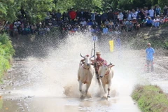 Các đôi bò so kè quyết liệt ở vòng thả, với quyết tâm giành kết quả tốt nhất. (Ảnh: Công Mạo/TTXVN)