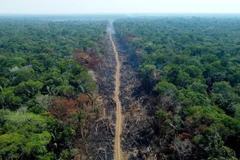 Khoảng rừng Amazon bị đốt phá tại Amazonas, Brazil. (Ảnh: Getty Images/TTXVN)