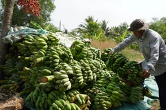 Giá chuối xiêm ở xã Minh Thuận, huyện U Minh Thượng (Kiên Giang) giảm thấp, chỉ còn 3.000 đồng/nải. (Ảnh: Văn Sĩ/TTXVN)