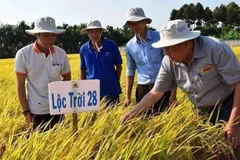 Giống lúa Lộc Trời 28 được trồng khảo nghiệm tại cánh đồng của Công ty Cổ phần Giống cây trồng Lộc Trời (Tập đoàn Lộc Trời). (Ảnh: TTXVN phát)