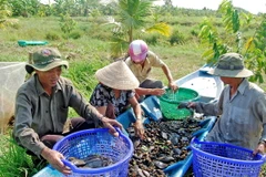 Người dân huyện U Minh (Cà Mau) thu hoạch cá đồng. (Ảnh: TTXVN phát)