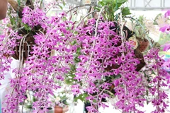 Vẻ đẹp rực rỡ của Hoàng thảo kèn. (Ảnh: Nguyễn Oanh/TTXVN)