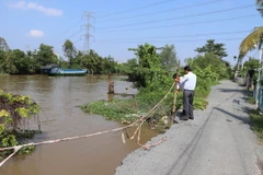 Điểm sạt lở bờ Đông kênh 28 (ấp Hậu Vinh, xã Hậu Thành). (Ảnh: Minh Trí/TTXVN)