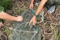 Lực lượng chức năng giải cứu cá thể kỳ đà hoa quý hiếm ra khỏi bẫy lưới. (Ảnh: Vườn Quốc gia Côn Đảo)