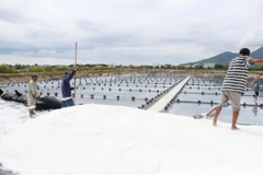 Ước tính cả phường Ninh Diêm, thị xã Ninh Hòa (Khánh Hòa) còn khoảng 2.000 tấn muối chưa bán được khiến diêm dân gặp nhiều khó khăn. (Ảnh: Đặng Tuấn/ TTXVN)