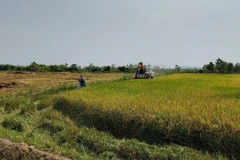 Mô hình “Trình diễn lúa nước” của Đồn Biên phòng Ia Mơ (Bộ đội Biên phòng tỉnh Gia Lai) cho năng suất cao, giúp hàng trăm hộ dân tộc thiểu số tại làng Klăh, xã Ia Mơ, huyện Chư Prông thoát nghèo. (Ảnh: Hồng Điệp/TTXVN)