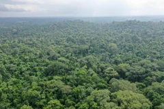 Cánh rừng tại Lagos, Nigeria. (Ảnh: AFP/TTXVN)