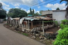 Điểm chăn nuôi bò của một hộ dân thuộc thị trấn Ngãi Giao (huyện Châu Đức) nằm ngay sát mặt đường nhựa, gây ô nhiễm môi trường. (Ảnh: Hoàng Nhị/TTXVN)