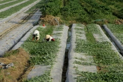 Rau màu phục vụ thị trường Tết tại xã Nhơn Nghĩa, huyện Phong Điền, Cần Thơ. (Ảnh: Duy Khương/TTXVN)