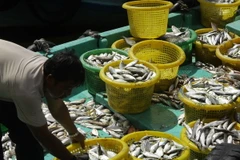 Thủy hải sản khai thác được trên vùng biển Tây Nam được vận chuyển xuống bến chợ Dương Đông (Phú Quốc, Kiên Giang). (Ảnh: Duy Khương/TTXVN)