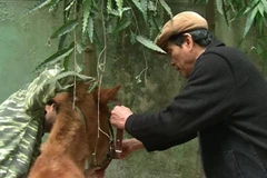 Người thầy dành cả đời cho những màn xiếc ngựa