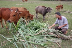 Muốn giảm nghèo cần giảm chính sách chồng chéo, gây lãng phí