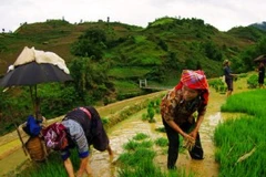 Ảnh chỉ mang tính minh họa. (Nguồn: Internet).