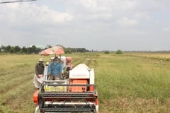 Thu hoạch lúa tại Kiên Giang. (Ảnh: Vietnam+).