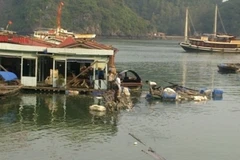 Agribank: Tiếp sức cho nông dân gượng lại sau lũ 