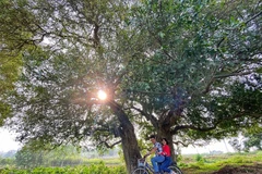 Rặng duối nghìn năm tuổi hiếm hoi còn sót lại ở Đường Lâm. (Ảnh: Mai Mai/Vietnam+)