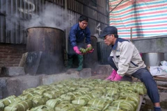 Bánh chưng Đất Tổ - là thương hiệu đặc sản của làng Cát Trù (xã Hùng Việt, huyện Cẩm Khê, Phú Thọ). Nơi đây được biết đến là vùng đất có truyền thống lâu đời, các nghệ nhân giàu kinh nghiệm làm ra những chiếc bánh chưng thơm ngon dâng lên Vua Hùng. (Ảnh: Minh Sơn/Vietnam+)