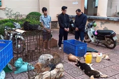 Các đối tượng bị tạm giữ, điều tra. (Ảnh: CTV/TTXVN)