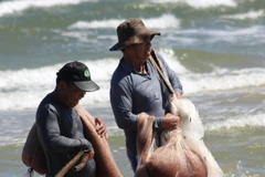 Từ ngày 25/11 đến nay, ngư dân tỉnh Quảng Trị khai thác được lượng lớn ruốc (hay còn gọi là moi) gần bờ biển. (Ảnh: Nguyên Lý/TTXVN)