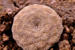 Viola ornata, một trong hai loài thực vật mới được phát hiện ở Peru nhưng có nguy cơ tuyệt chủng. (Nguồn: Philippine Star)