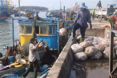 Các bị cáo tại tòa. (Ảnh: Phạm Kiên/TTXVN)