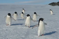 (Nguồn: theguardian.com)