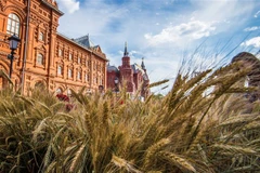 Một ruộng lúa mỳ ở Moskva (Nga). (Ảnh: AFP/TTXVN)