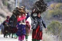 Những người phụ nữ đi vác củi tại Dara-i Noor, tỉnh Nangarhar (Afghanistan), ngày 13/11/2022. (Ảnh: AFP/TTXVN)