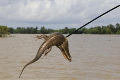 Các món ăn được chế biến từ rắn mối được nhiều thực khách ưa thích. (Ảnh: Nhựt An/TTXVN)