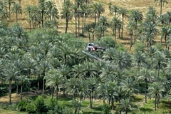 Iraq chống biến đổi khí hậu bằng cây cọ truyền thống. (Ảnh: AFP/TTXVN)