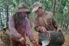 Gia đình vợ chồng Thị Mai, xã Đức Hạnh, huyện Bù Gia Mập thu hoạch mủ cao su. (Ảnh: K GỬIH/TTXVN)