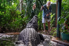 Cá sấu Cassius tại Khu bảo tồn Marineland Melanesia trên đảo Green gần Cairns, Australia, tháng 3/2023. (Ảnh: AAP)