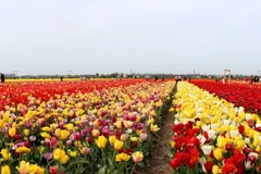 Mê mẩn với những cánh đồng hoa Tulip rực rỡ sắc màu ở Hà Lan