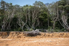 Hạn hán năm ngoái đã khiến các con sông Amazon, bao gồm cả nhánh sông Rio Negro, cạn trơ đáy. (Ảnh: EPA)