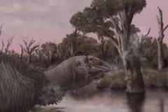 Chim sấm Genyornis newtoni đã tuyệt chủng hơn 40.000 năm trước. (Nguồn: BBC)