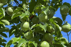 Phát triển ồ ạt, thủ phủ chanh leo Gia Lai đứng trước nguy cơ "vỡ trận" 