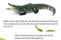 Tạo cơ hội cho xuất khẩu cá sấu Việt Nam sang Trung Quốc