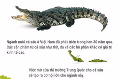 Tạo cơ hội cho xuất khẩu cá sấu Việt Nam sang Trung Quốc