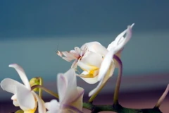 Bọ ngựa phong lan gần như tàng hình giữa những cánh lan. (Ảnh: Flickr)