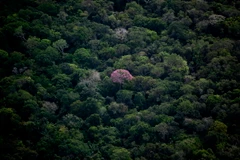 Rừng nhiệt đới Amazon tại bang Amazonas, Brazil. (Ảnh: AFP/TTXVN)
