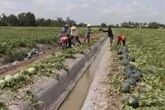 Nông dân huyện Vị Thủy thu hoạch dưa hấu phục vụ Tết Nguyên đán 2024. (Ảnh: Hồng Thái/TTXVN)