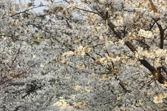 Hoa Anh đào khoe sắc rực rỡ ở thủ đô Seoul, Hàn Quốc
