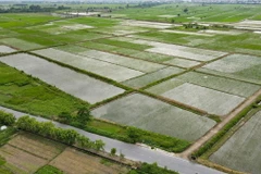 Diện tích lúa mùa tại xã Trung An (huyện Vũ Thư) bị ngập sâu. (Ảnh: Vũ Quang/TTXVN)